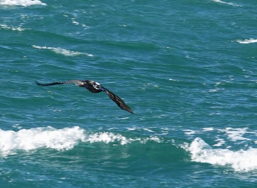 iNaturalist: (c) David F. Fraser, some rights reserved (CC BY-NC), uploaded by David F. Fraser iNaturalist image