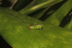 Conocephalus ictus