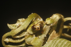 Cryptocephalus irroratus