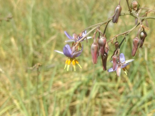 Image of Matted Flax-Lily (Dianella amoena) by (c) Elspeth Swan, some rights reserved (CC BY)