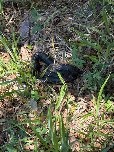 Red-bellied Black Snake sighting