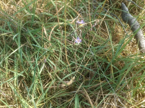 Image of Matted Flax-Lily (Dianella amoena) by (c) Elspeth Swan, some rights reserved (CC BY)