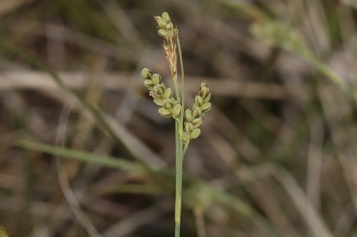 Elk Sedge (Carex garberi)