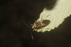 Hypselonotus lineatus