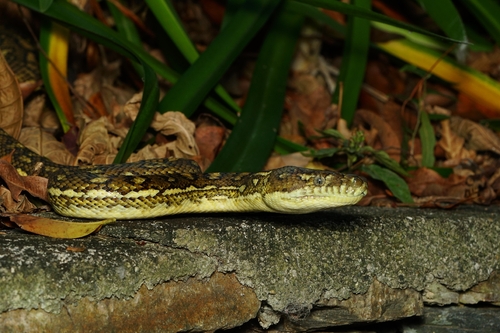 Coastal Carpet Python sighting