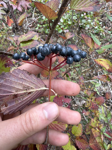 Alabama Arrowwood (Viburnum alabamense)