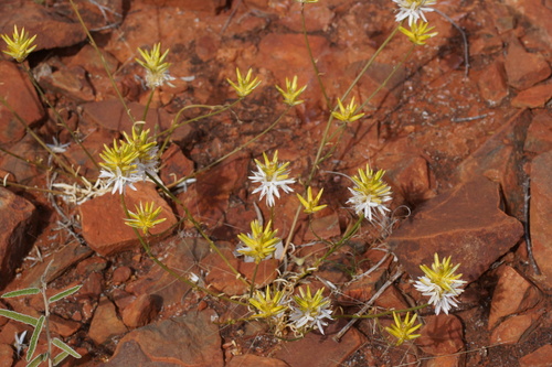 paper foxtail (Ptilotus gaudichaudii)