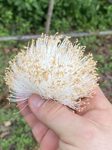 Pseudobombax septenatum