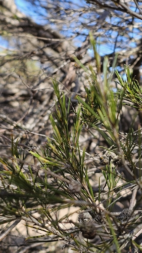 Melaleuca uncinata, photograph 5