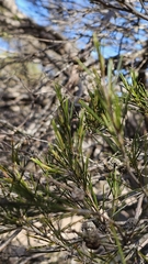 Melaleuca uncinata, photograph (c) Rosalie Lawrence, some rights reserved (CC BY)