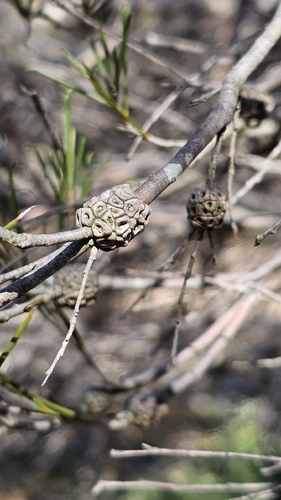 Melaleuca uncinata, photograph 6