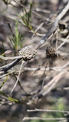 Melaleuca uncinata, photograph (c) Rosalie Lawrence, some rights reserved (CC BY)