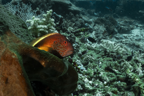 Paracirrhites forsteri