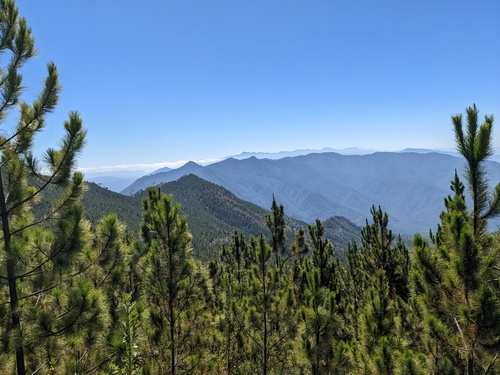 Pinus occidentalis, photograph 6