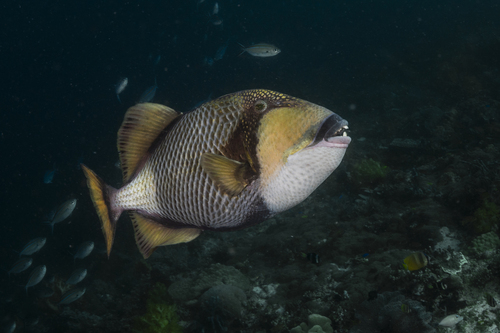 Balistoides viridescens