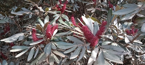 Cunonia purpurea observed 2025-10-25