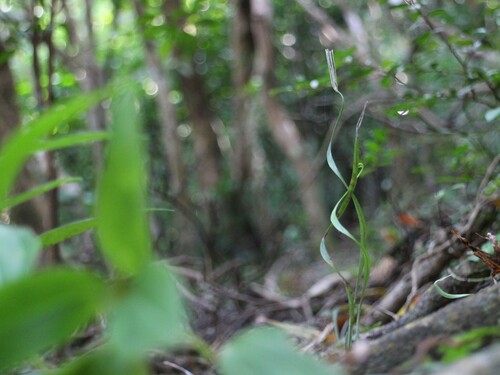 Schizaea digitata iNat (2)