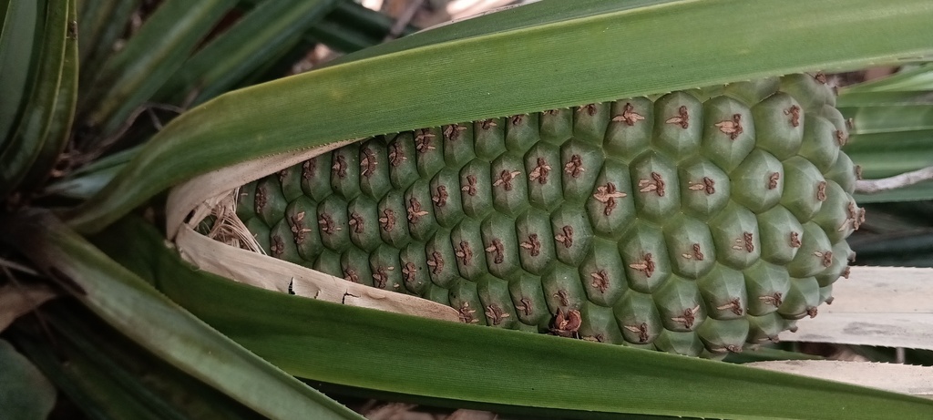 Pandanus decumbens