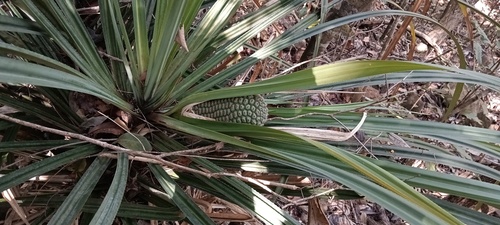 Pandanus decumbens observed 2025-10-25
