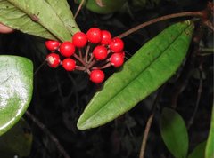 Ardisia lindleyana