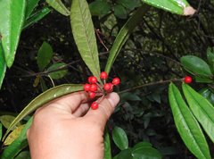 Ardisia lindleyana
