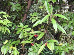 Ardisia lindleyana