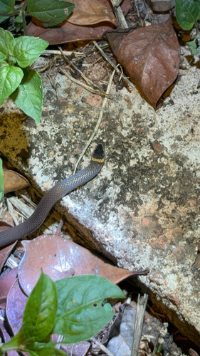 Northern Dwarf Crowned Snake sighting