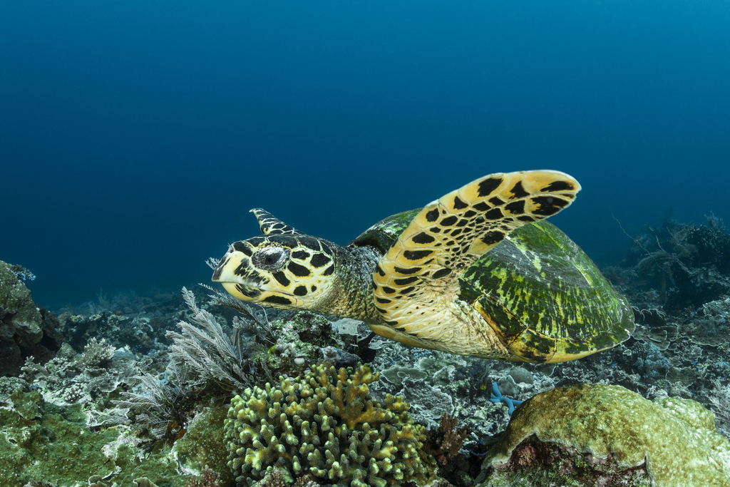 Hawksbill Sea Turtle in October 2025 by Simon Pierce · iNaturalist