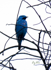 Cotinga maynana