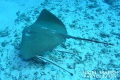 Pateobatis jenkinsii