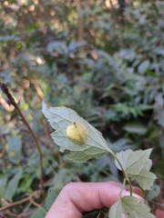 Gasteracanthinae