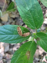 Physopelta quadriguttata