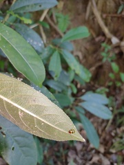 Arthrotus tricolor