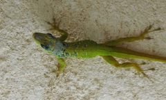 Anolis extremus