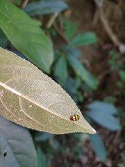 Arthrotus tricolor