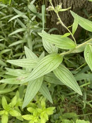 Lithospermum parviflorum, photograph (c) Quinten Wiegersma, some rights reserved (CC BY)