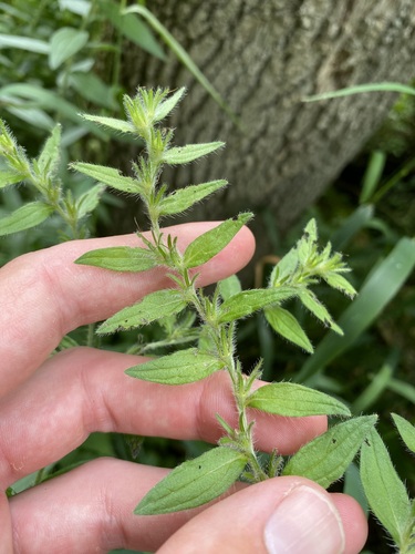 Lithospermum parviflorum, photograph 2