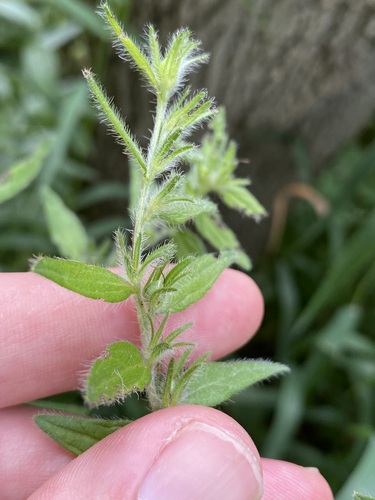 Lithospermum parviflorum, photograph 3