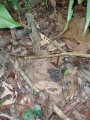 Hypospila bolinoides