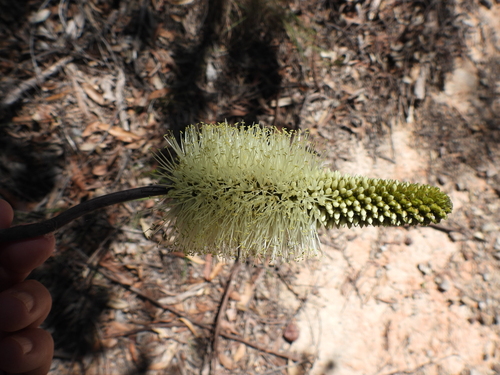 Bottlebrush Grasstree (Xanthorrhoea macronema)