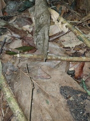Hypospila bolinoides