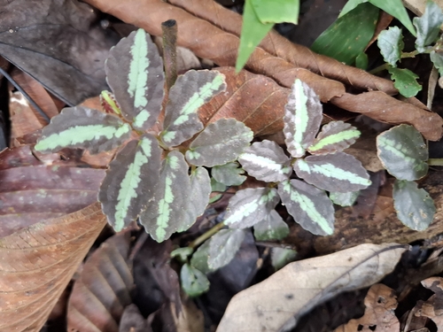 Procris repens, photograph 5