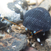 Seurat's Hermit Crab - Photo (c) Tony Iwane, some rights reserved (CC BY-NC), uploaded by Tony Iwane