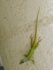 Anolis extremus