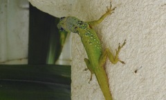 Anolis extremus