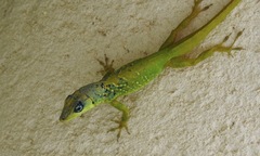Anolis extremus