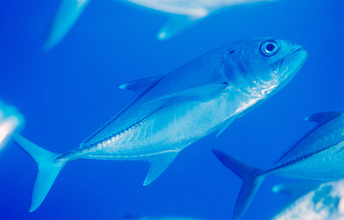 Bigeye trevally