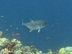 Trevally (Giant Kingfish)