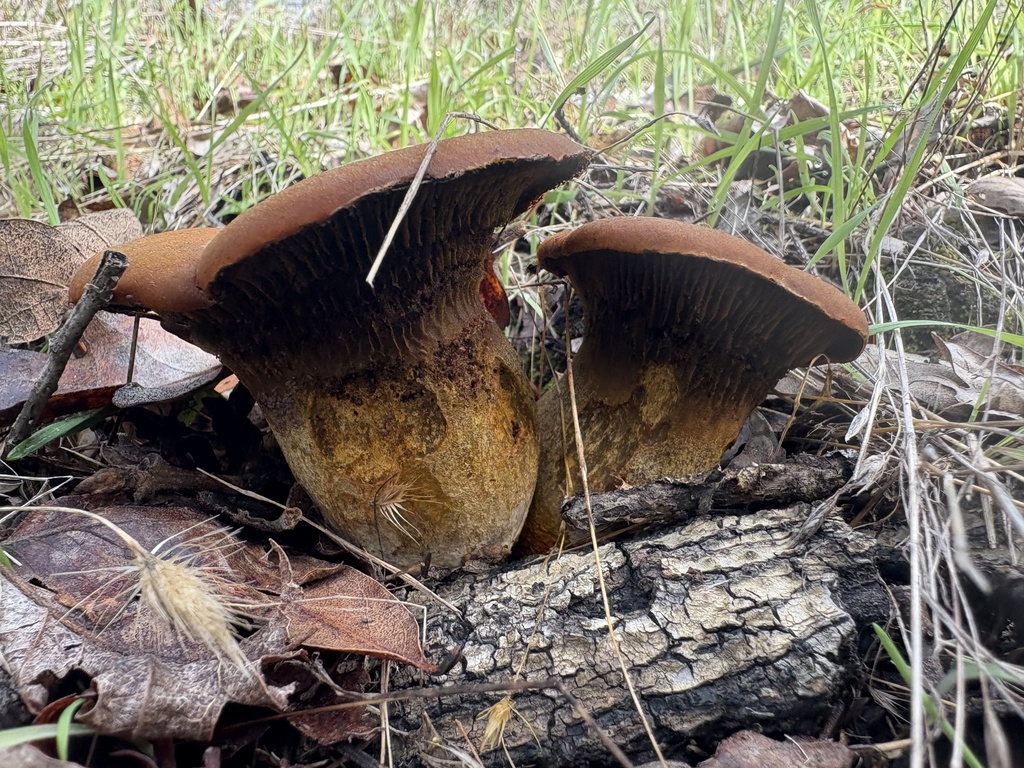 Omphalotus olivascens · November 2025 · photo: © jzupan (iNaturalist, cc-by)