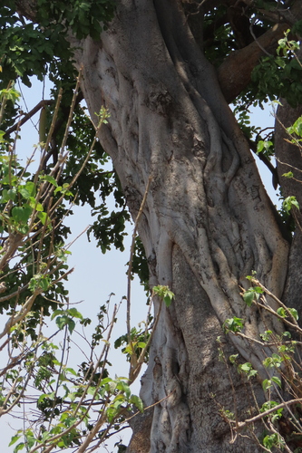 Poplar-Leaved Fig (Ficus fischeri)